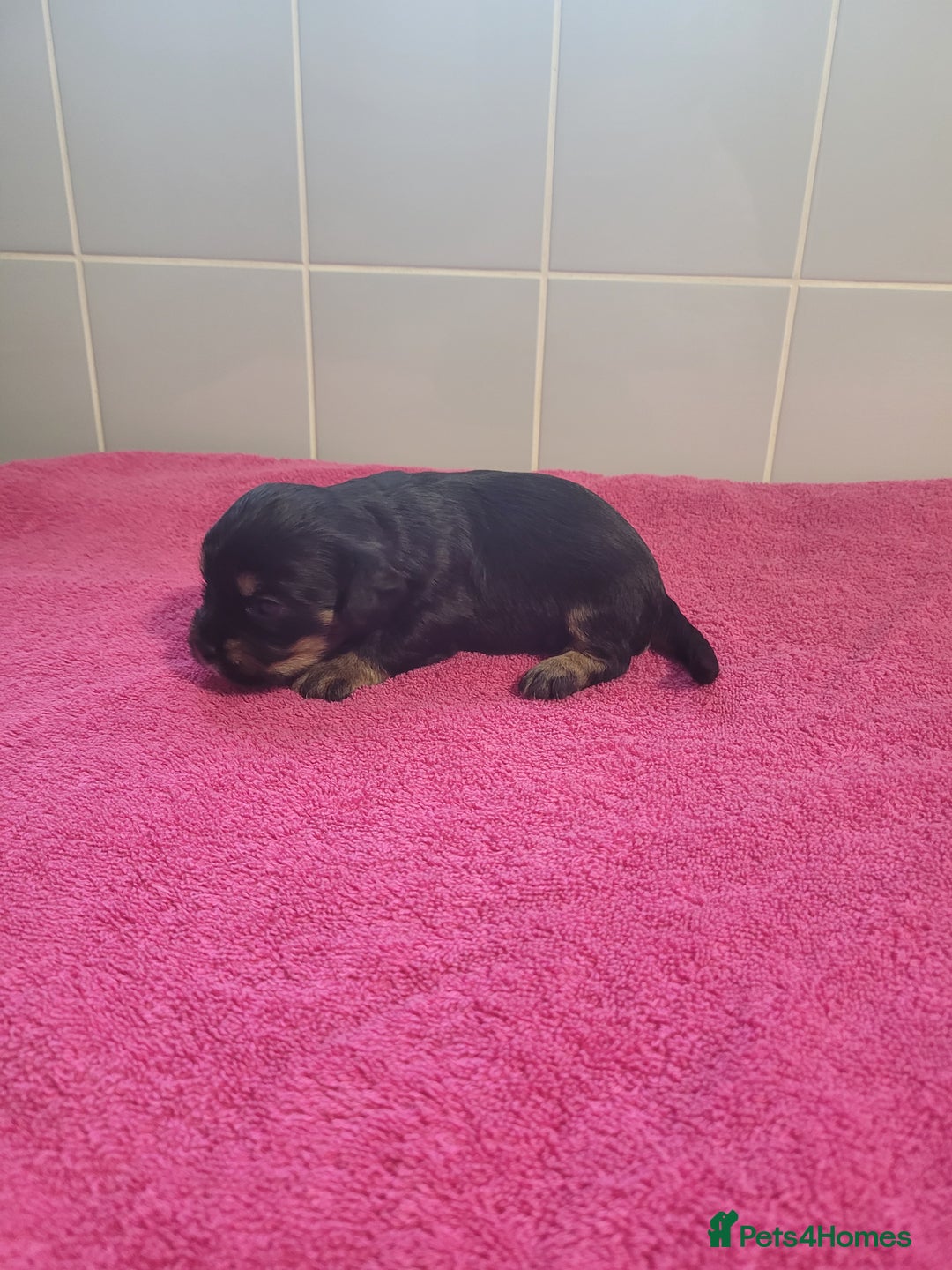 Mixed Breed dogs for sale: Cockapoo x shihpoo - Advert 6