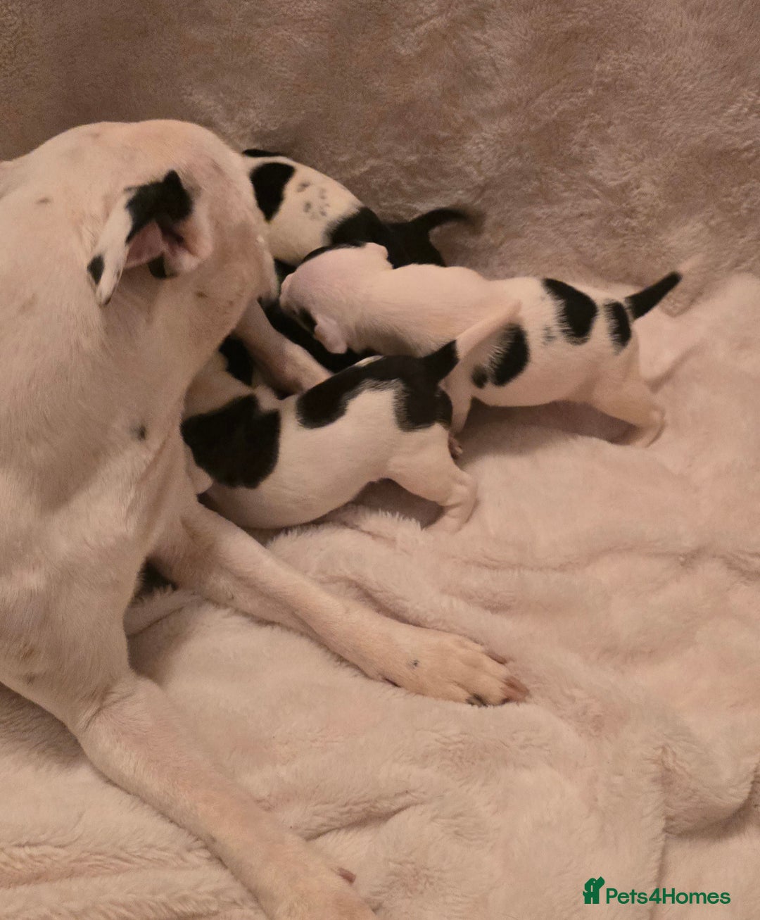Mixed Breed dogs for sale: Olde english × staffie pups  - Advert 25