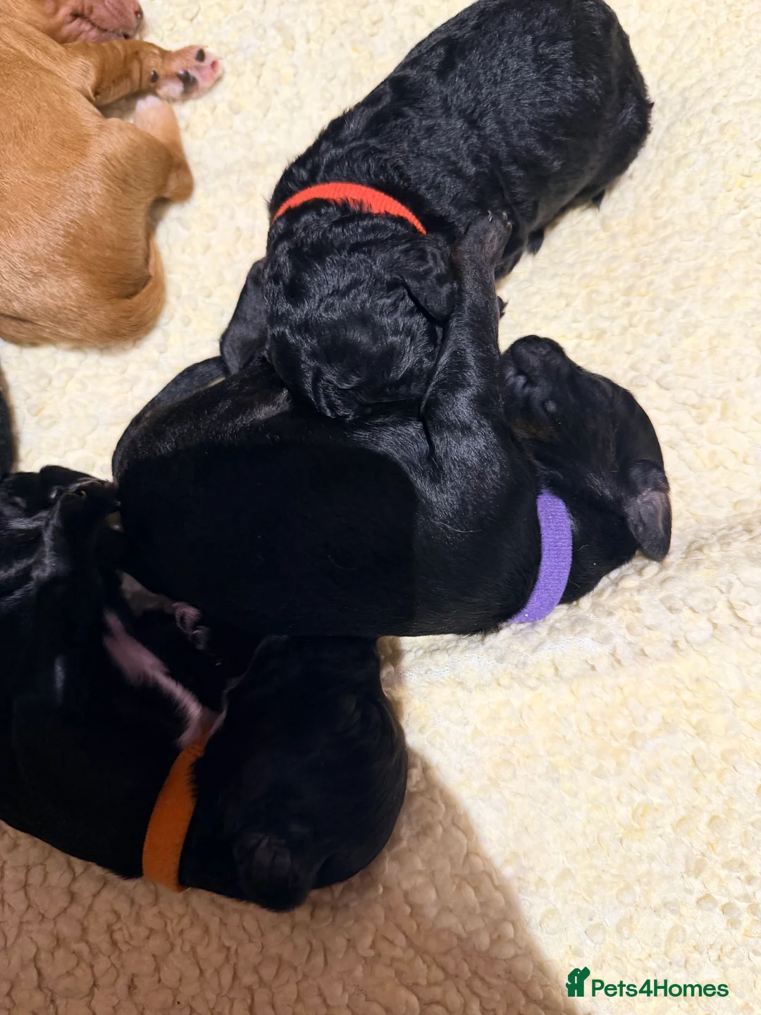 Mixed Breed dogs for sale: Loodlepoo Puppies  - Advert 16