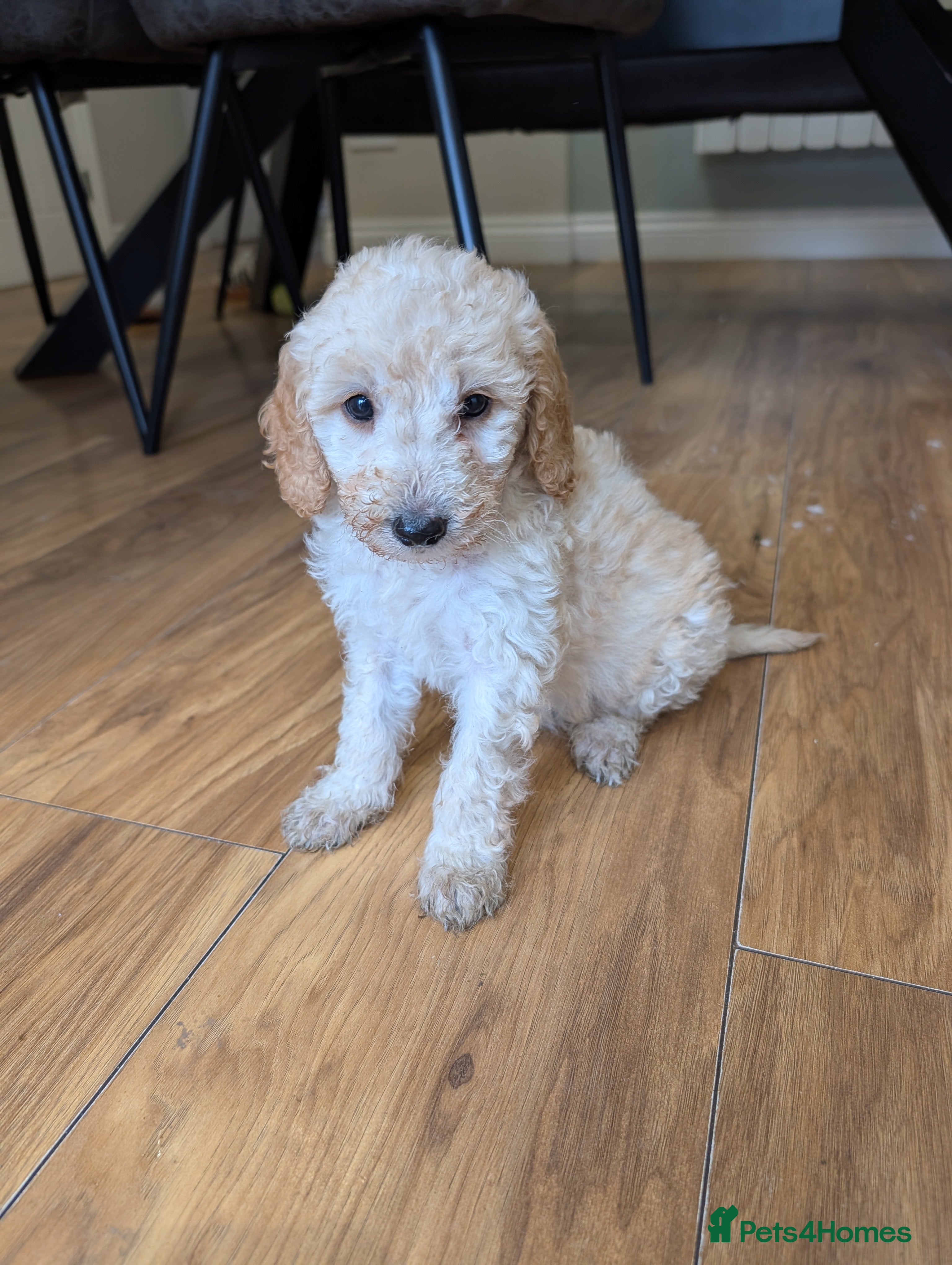 Sheepadoodle dogs Sheepadoodle  - Advert 1