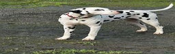 Dalmatian dogs for stud: Outstanding, health tested KC reg male| proven in Aberdare - Advert 9