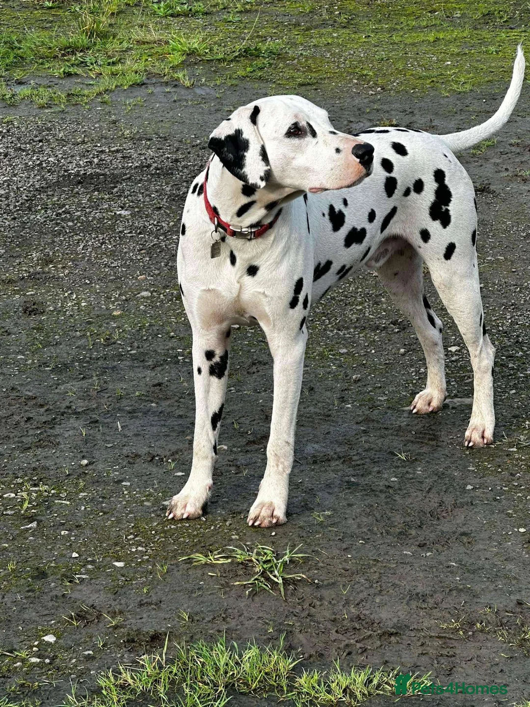 Dalmatian dogs for stud: Outstanding, health tested KC reg male| proven in Aberdare - Advert 9