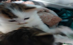 Mixed Breed cats for sale: Four lovely fluffy kittens  - Image 12