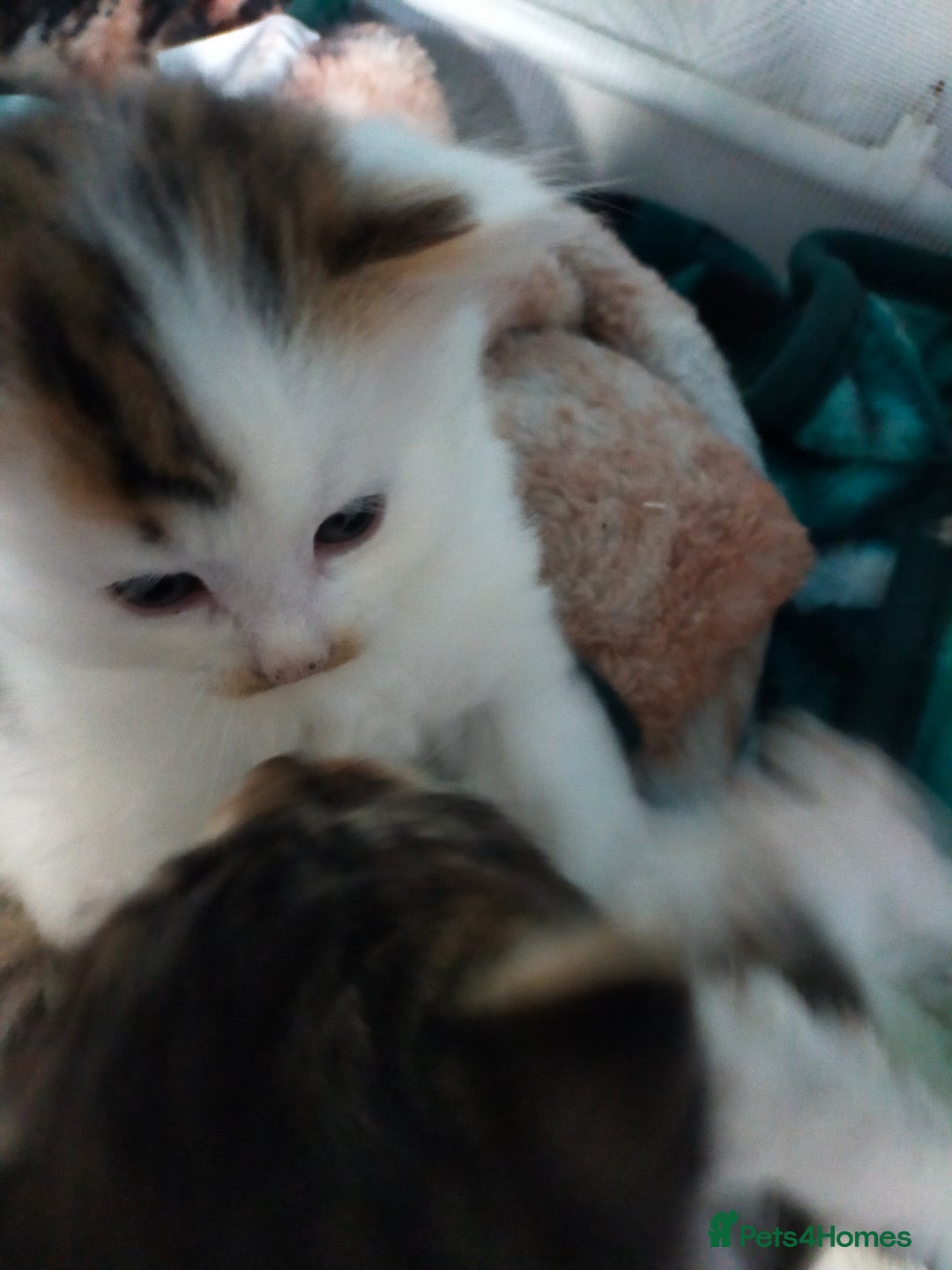 Mixed Breed cats for sale: Four lovely fluffy kittens  - Image 12