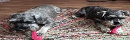 Miniature Schnauzer dogs for sale: Miniature Schnauzer Puppies – Salt & Pepper in Manchester - Advert 29
