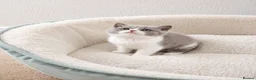British Shorthair cats for sale: British Shorthair Kittens - Advert 2