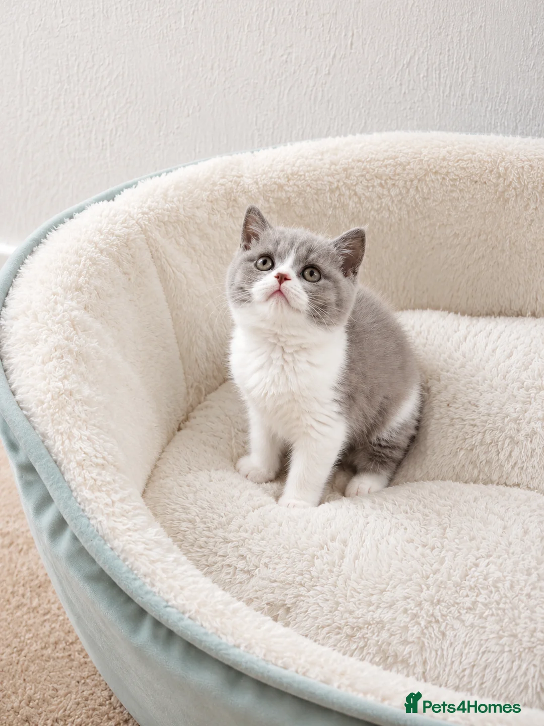 British Shorthair cats for sale: British Shorthair Kittens - Advert 2