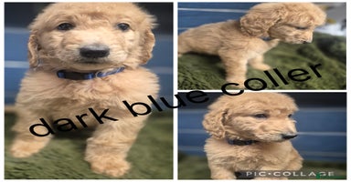 Labradoodle dogs - Advert 5