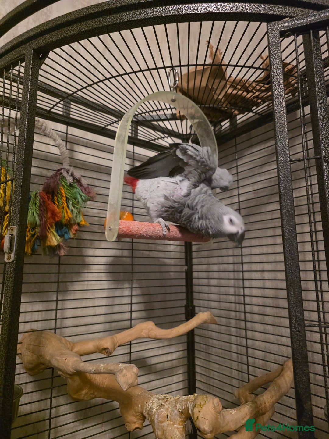 Parrots birds for sale: Congo African Grey female  - Advert 8