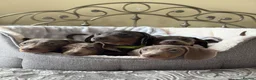 Miniature Dachshund dogs for sale: Miniature dachshund puppies  - Advert 6