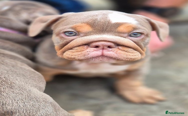 English Bulldog dogs - Advert 1