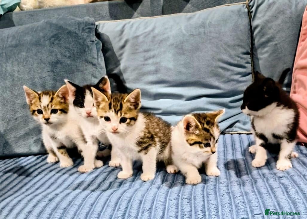 European cats 5 European Kittens  - Advert 3
