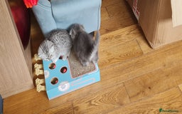 Scottish Fold cats for sale: Scottish Fold Kittens  - Image 12
