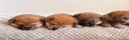 Japanese Shiba Inu dogs for sale: Health tested champion bloodline small size Shiba  - Advert 20