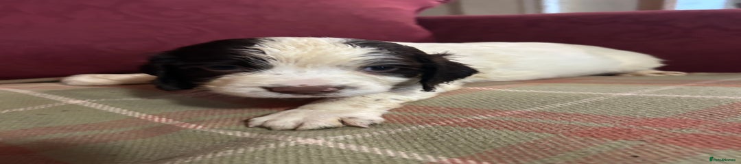 English Springer Spaniel Puppy 2