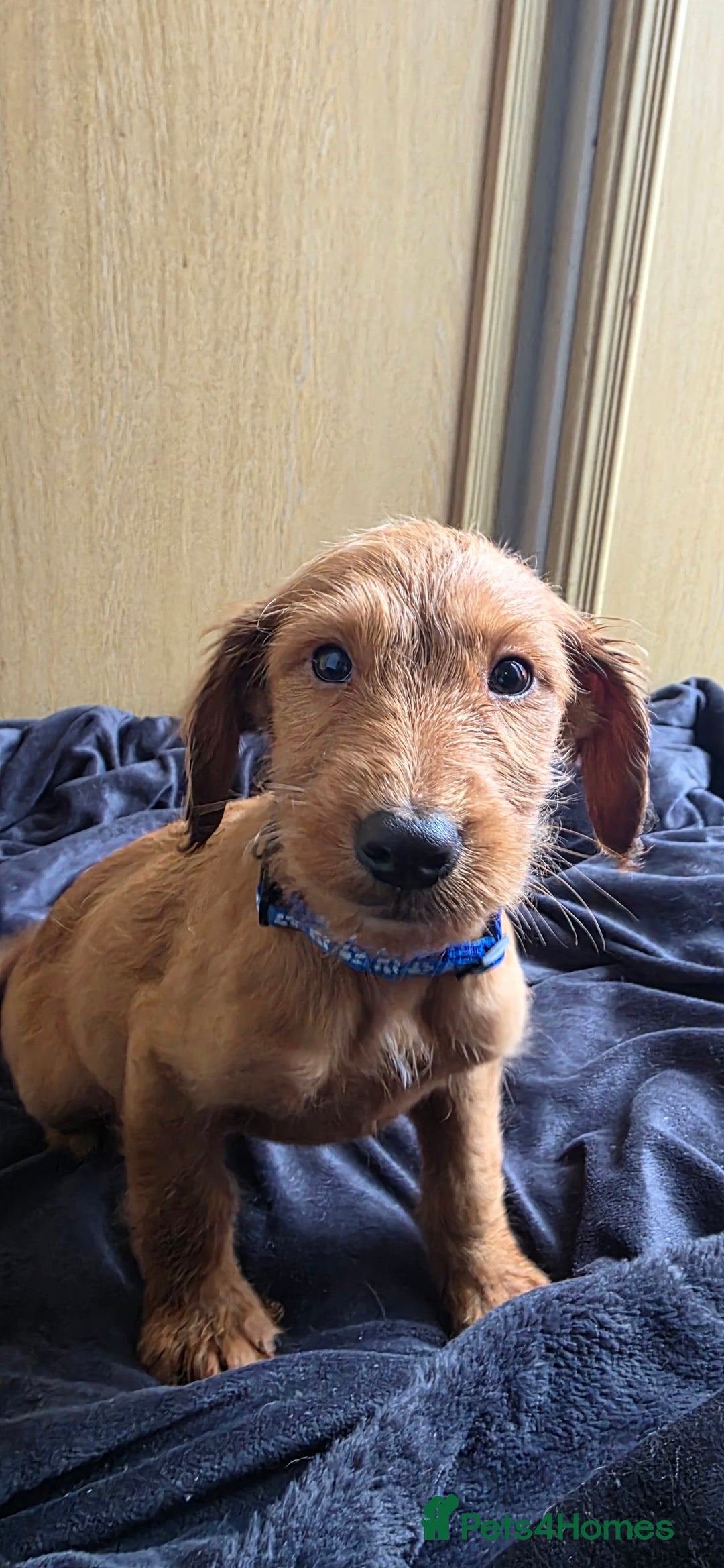 Irish Terrier dogs for sale: Five puppies for sale  - Advert 17