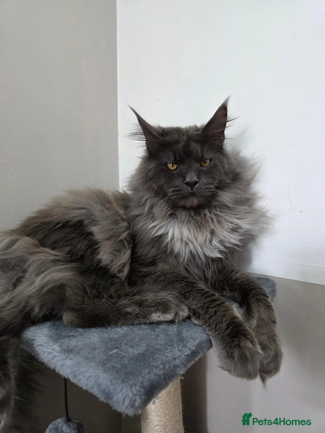 Maine Coon cats for sale: Championship tica/active maine coon kitten - Advert 2