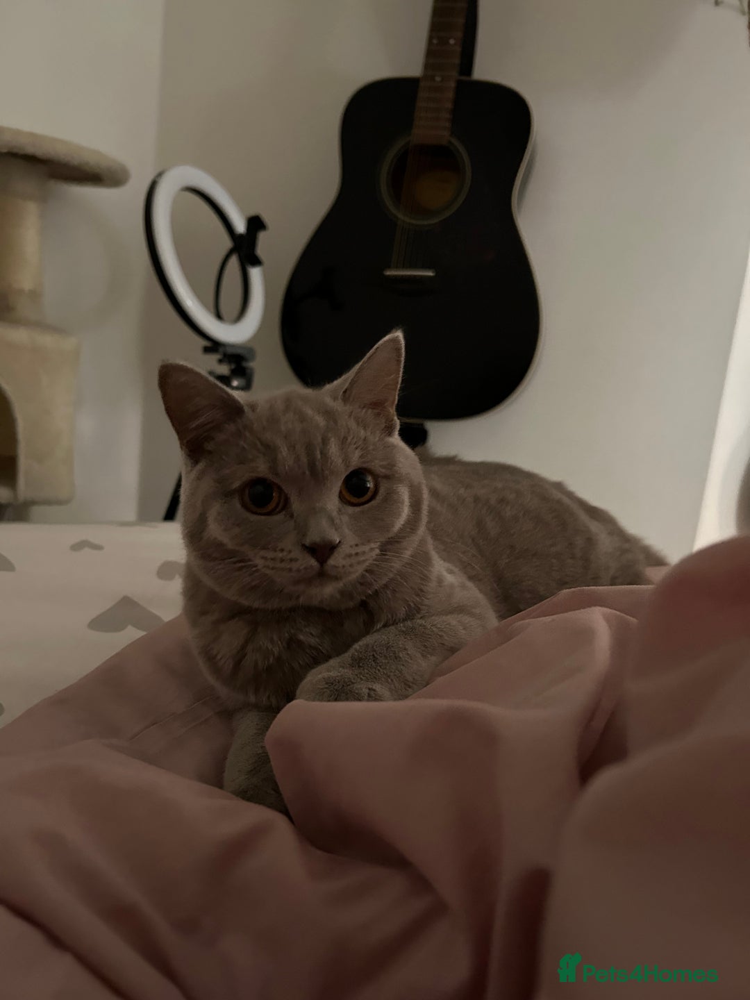 British Shorthair cats for sale: missy! grey british short hair. - Image 5