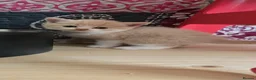 British Shorthair cats for sale: British short haired kittens  - Advert 6