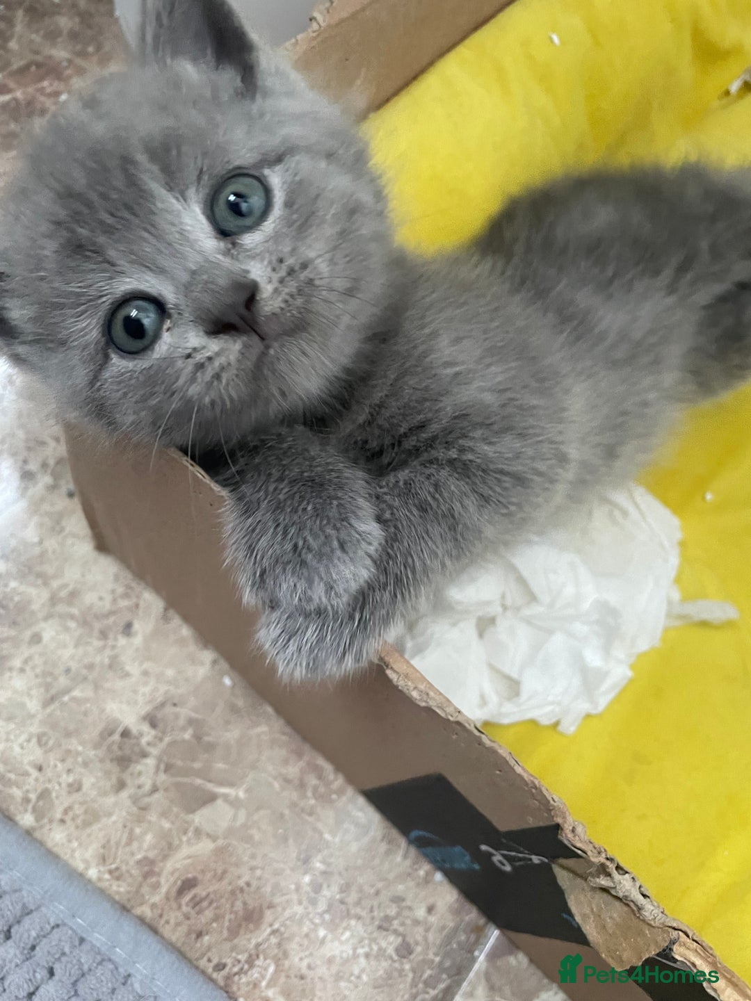 British Shorthair cats for sale: British Shorthair Kittens, 5 weeks free Insurance - Image 16