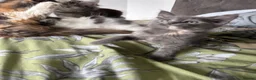 Mixed Breed cats for sale: Maine coon cross kittens ready now  - Advert 8