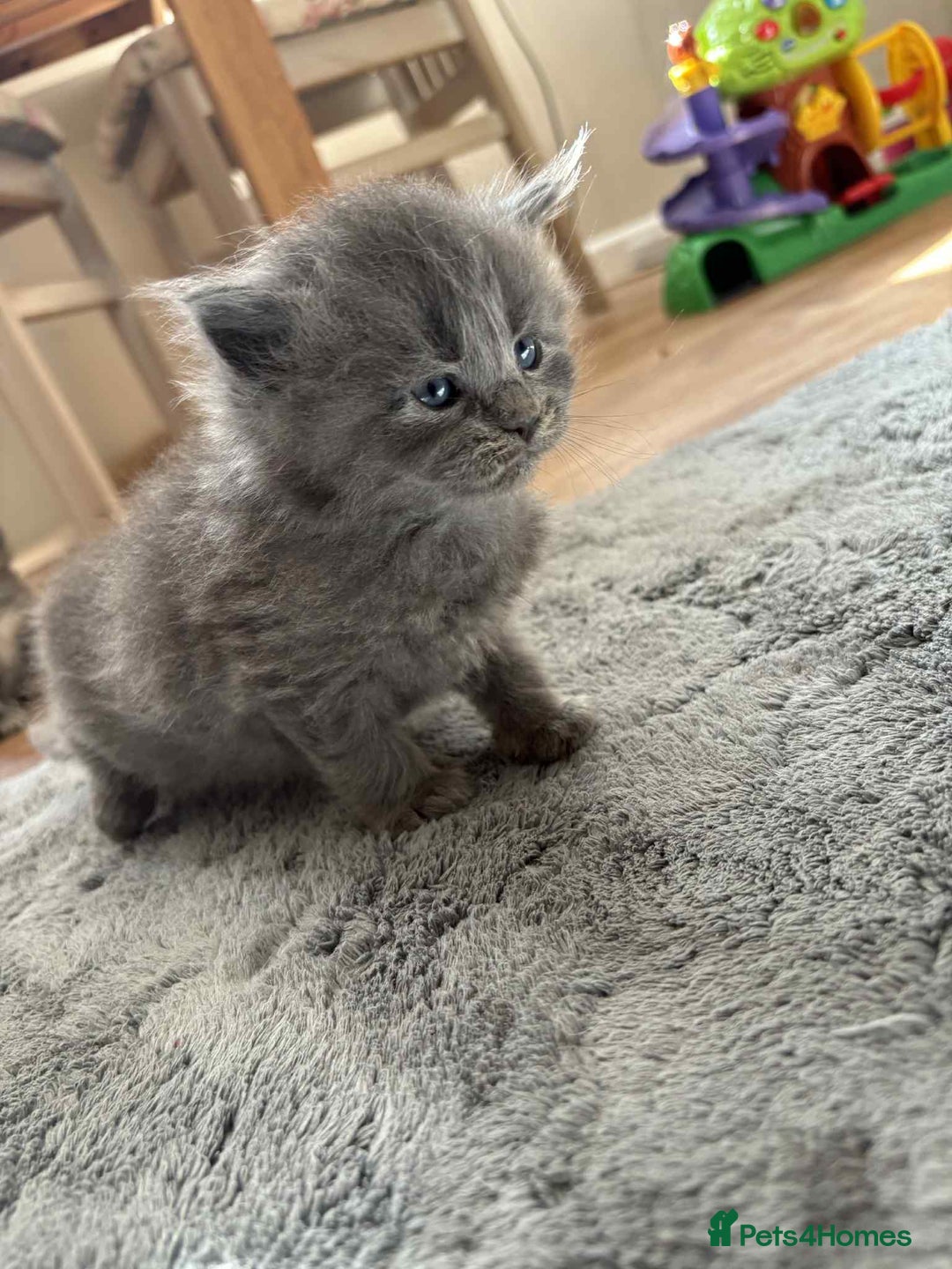 Maine Coon cats for sale: 3/4 maine coon kittens - Image 14