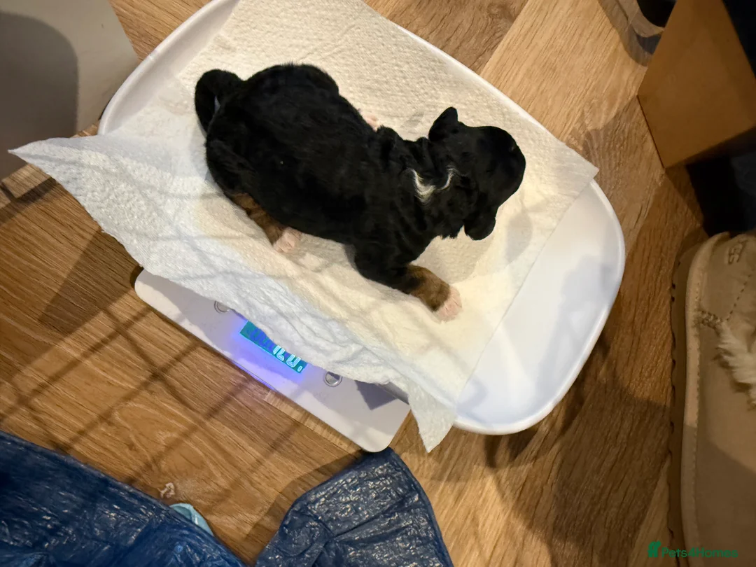 Cavapoo dogs for sale: Beautiful F1b Cavapoo Puppies - Only 3 left  - Advert 17