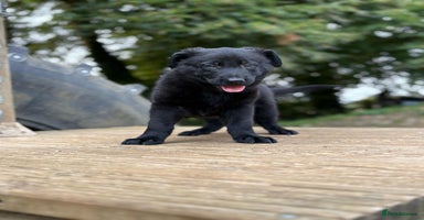 German Shepherd dogs - Advert 7