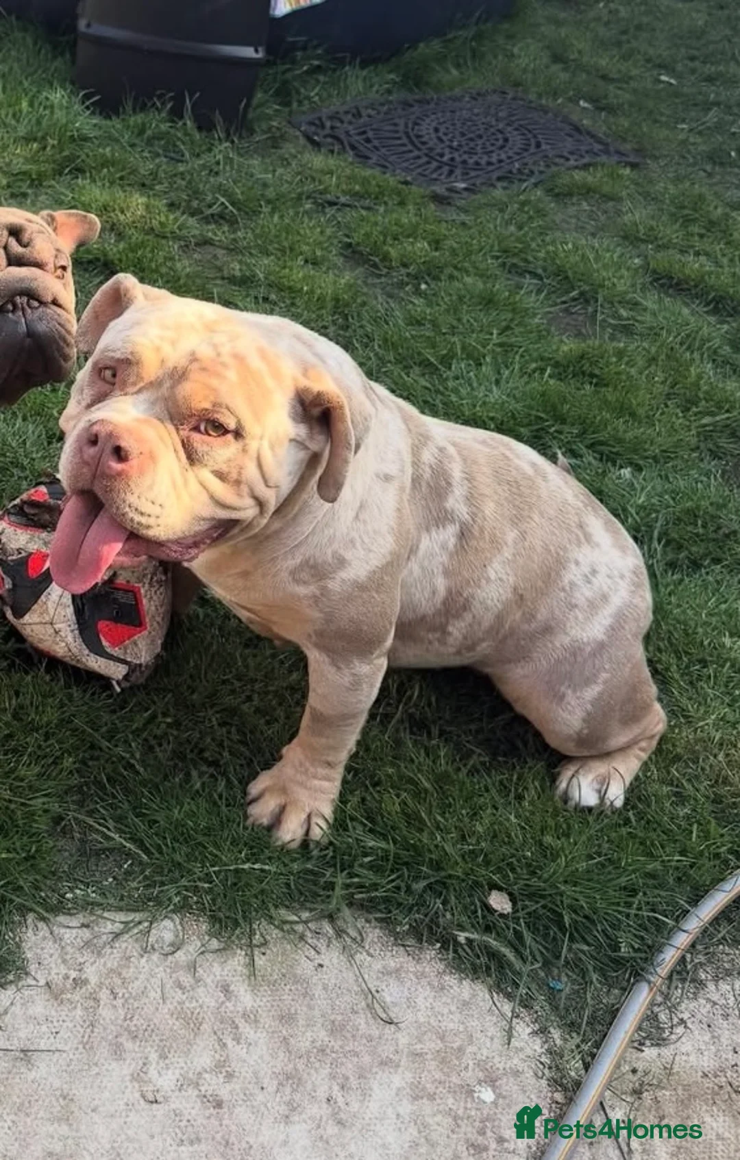 American Bully dogs for sale: FEMALE LILAC TRI MERLE FOR SALE! - Advert 3