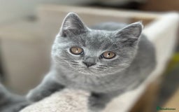 British Shorthair cats for sale: British shorthair  in Blackpool - Image 8