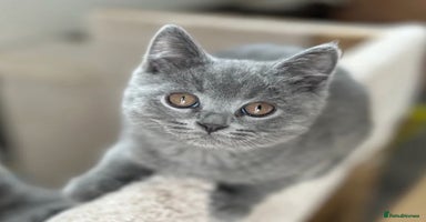 British Shorthair cats in Blackpool - Advert 4