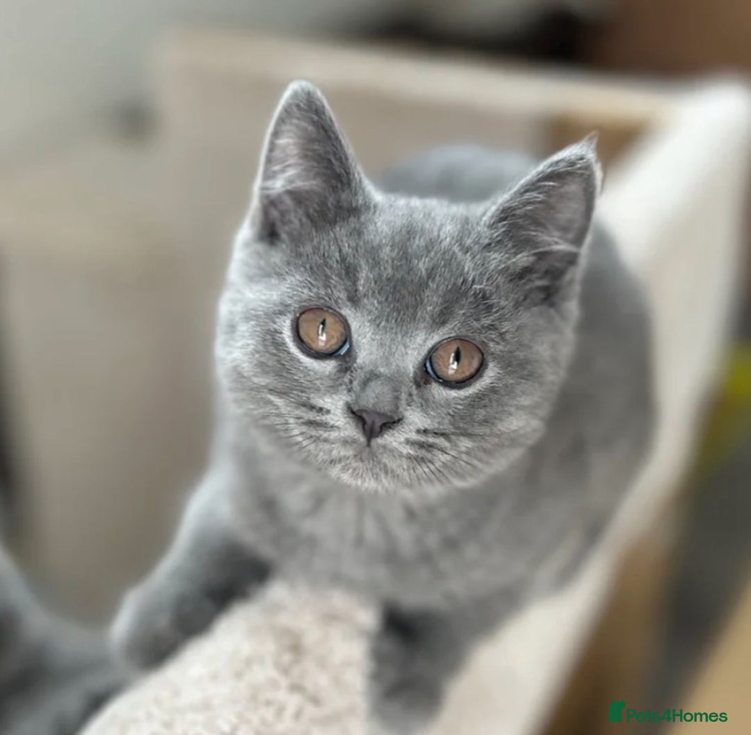 British Shorthair cats for sale: British shorthair  in Blackpool - Image 8