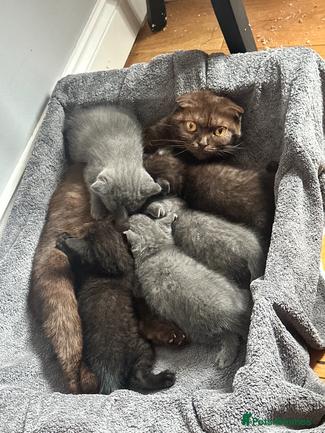 Scottish Fold cats for sale: Scottish fold - Advert 1