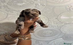 Cockapoo dogs for sale: Stunning litter of F1 Yankee doodles - Image 4