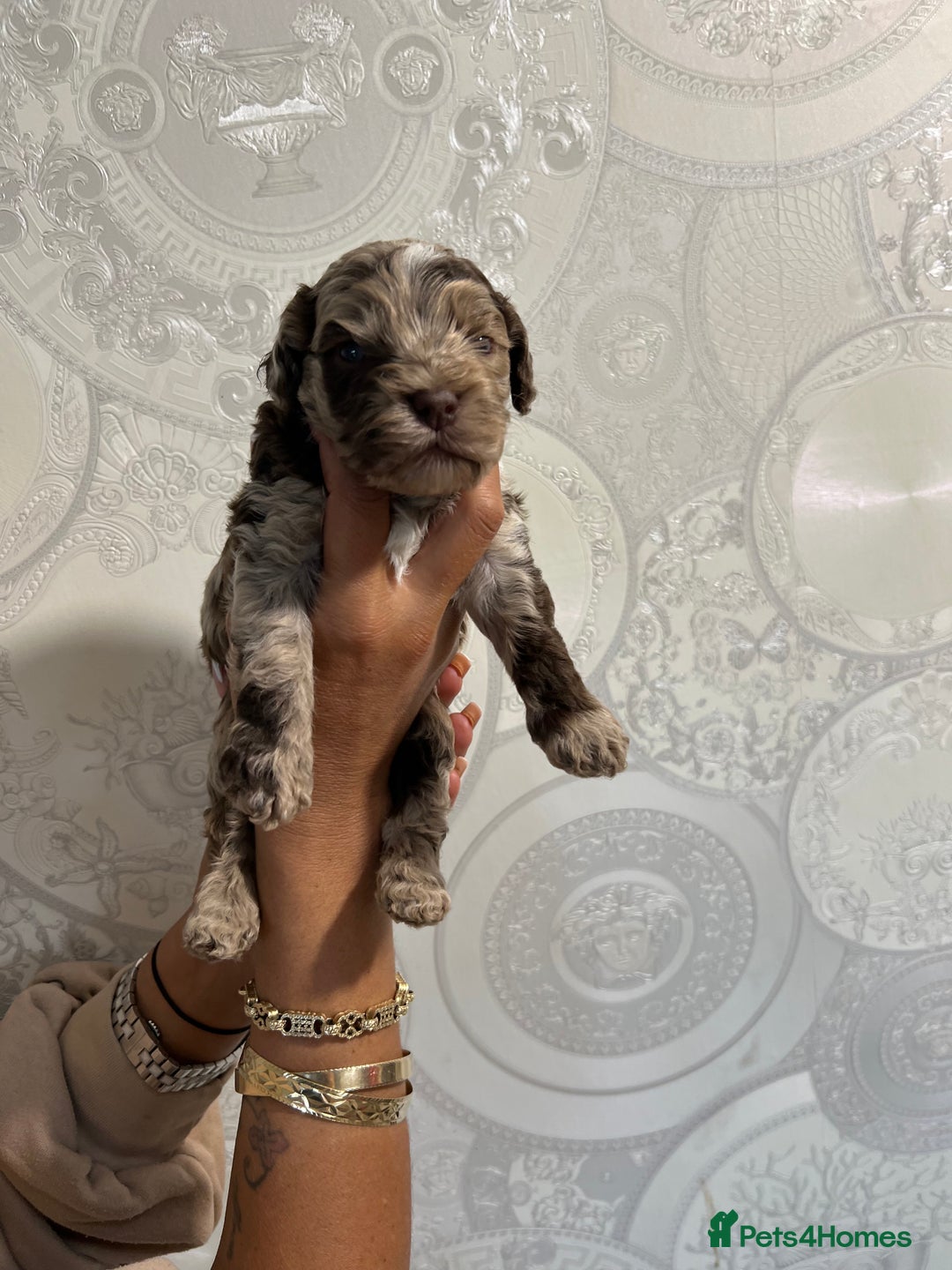 Cockapoo dogs for sale: Stunning litter of F1 Yankee doodles - Image 4