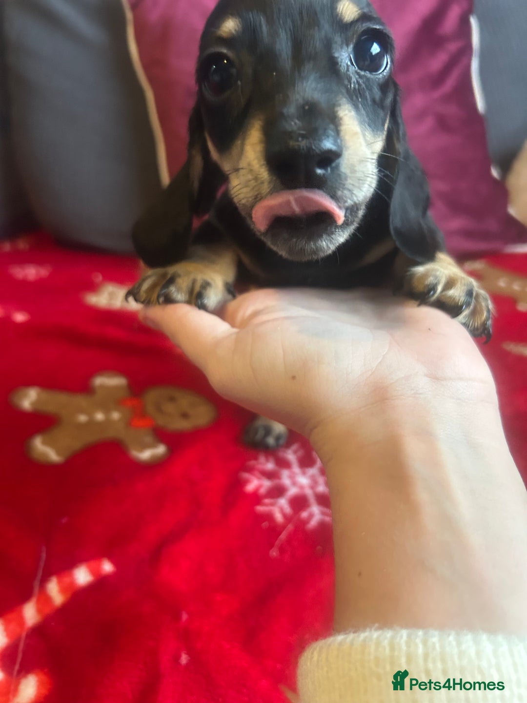 Miniature Dachshund dogs for sale: Miniature dachshund puppy’s  - Advert 8