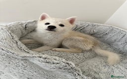 Pomsky dogs for sale: Pomsky F3 - Image 5