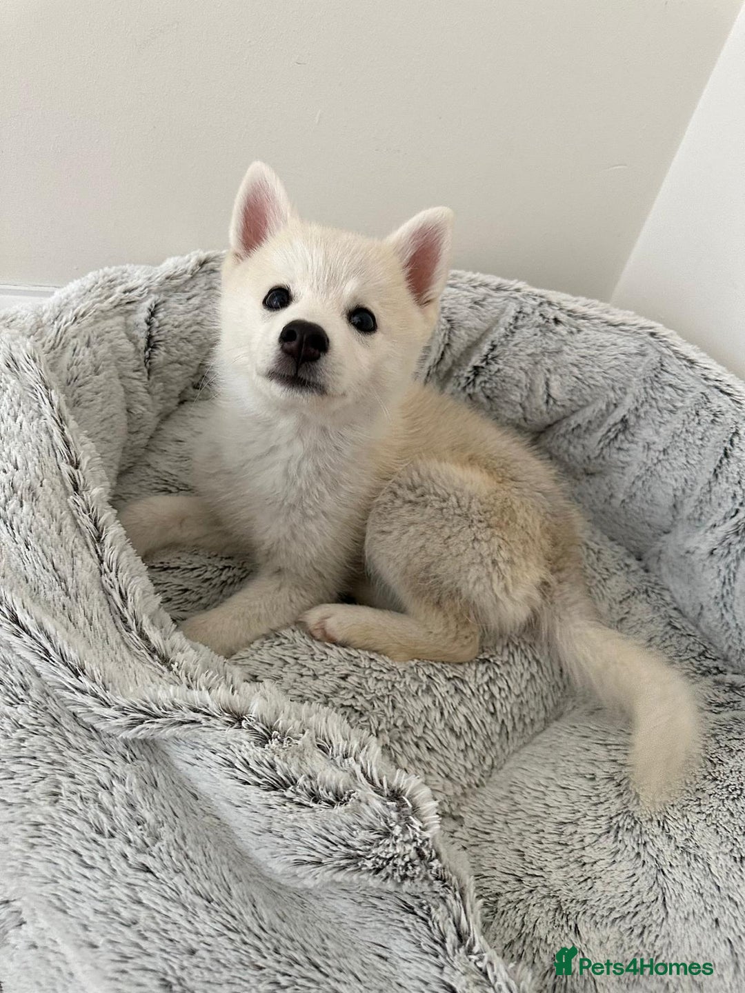 Pomsky dogs for sale: Pomsky F3 - Image 5