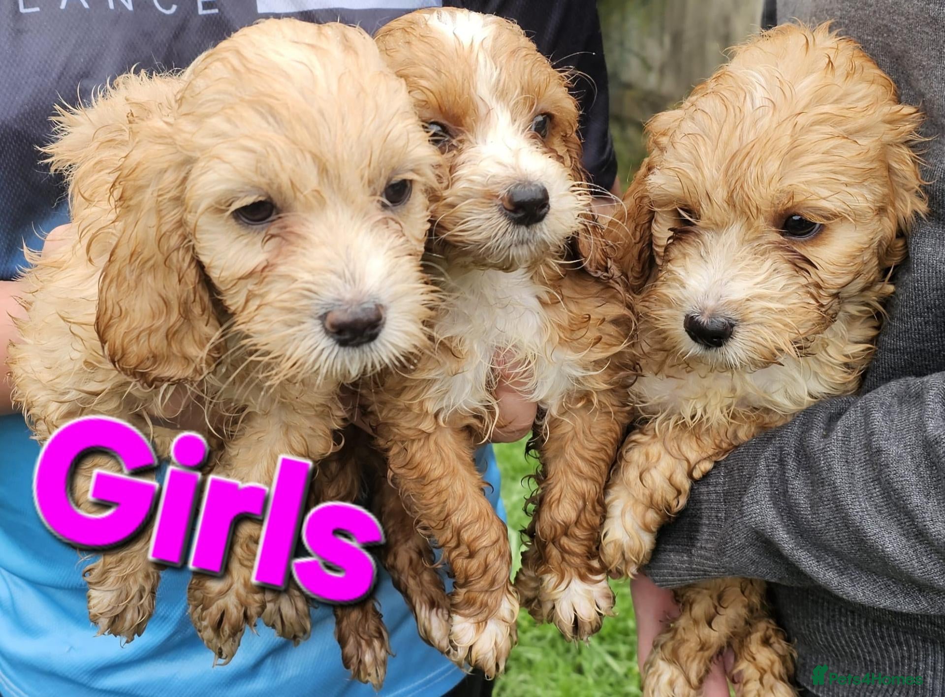 Cockapoo dogs Litter of Cocapoo puppies - Advert 1