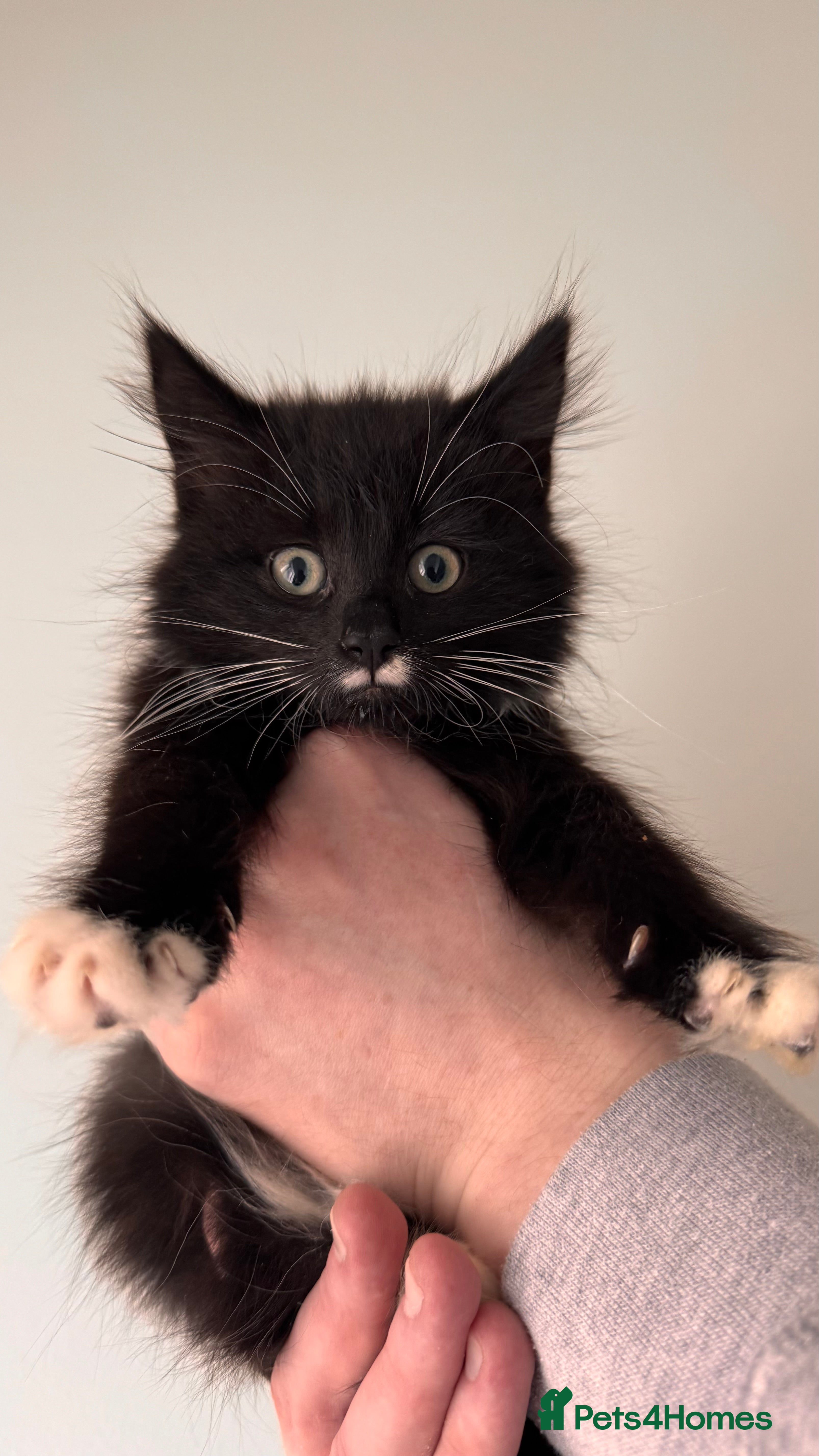 Maine Coon cats 2 Kittens looking for a loving home.  - Advert 3