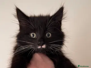 Maine Coon cats 2 Kittens looking for a loving home. - Advert 3