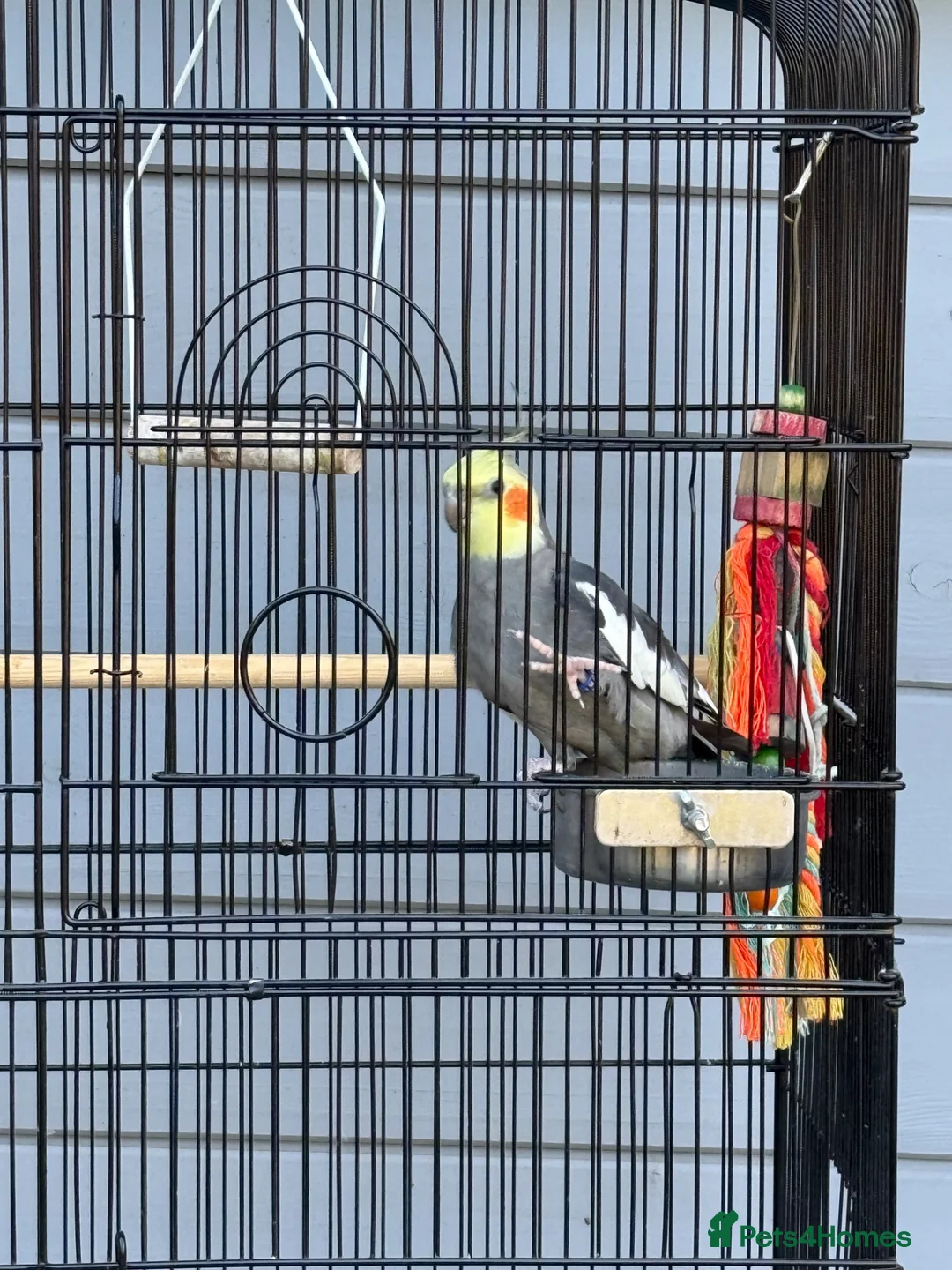 Cockatiels birds for sale: Boy Cockatiel  - Advert 4
