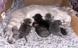 British Shorthair cats for sale: British shorthair kittens - Image 10