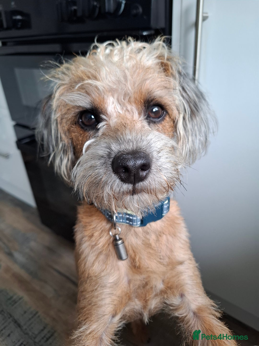 Mixed Breed dogs for sale: Alfie 1 year old male.  - Image 4