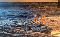 Bearded Dragon reptiles for sale: 6 Baby Bearded Dragons - Advert 11