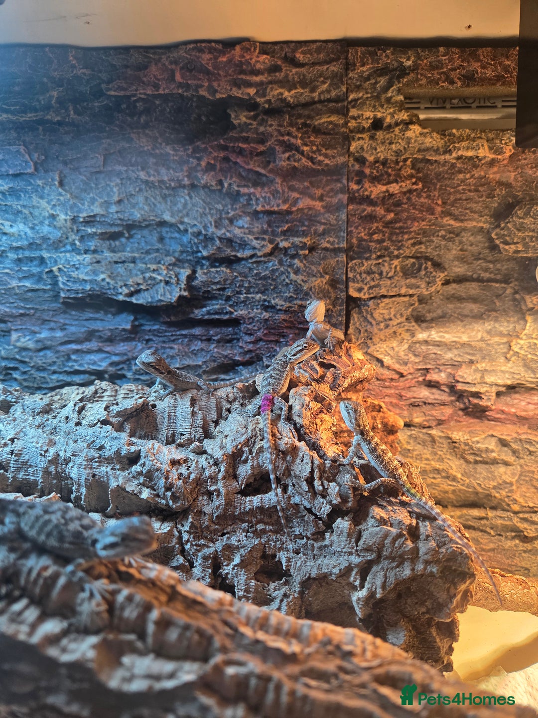 Bearded Dragon reptiles for sale: 6 Baby Bearded Dragons - Advert 11