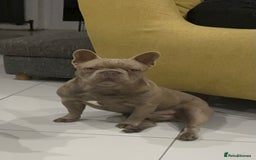 French Bulldog dogs for sale: Male 3yr old French Bulldog - Advert 5