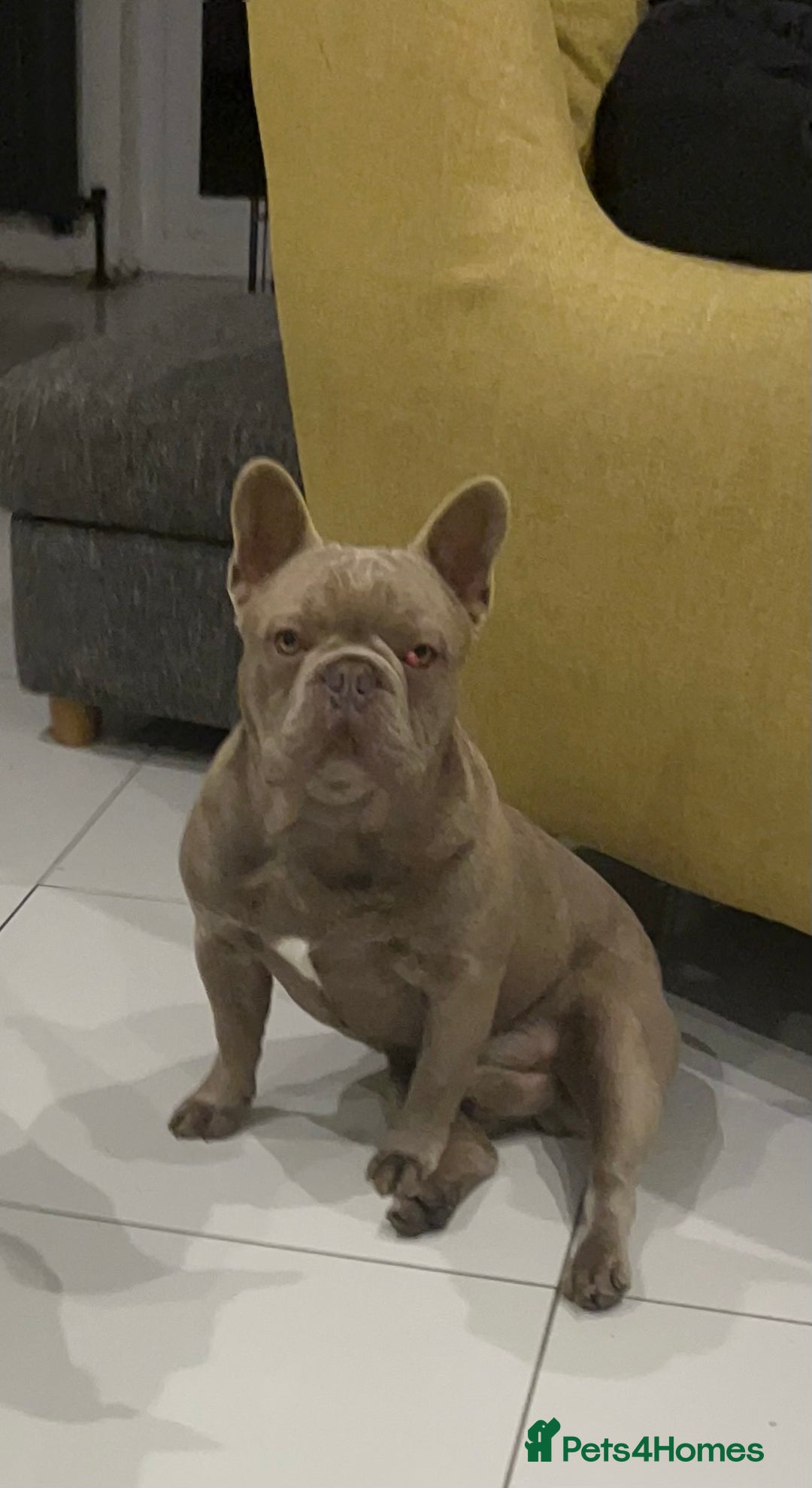 French Bulldog dogs for sale: Male 3yr old French Bulldog - Advert 5