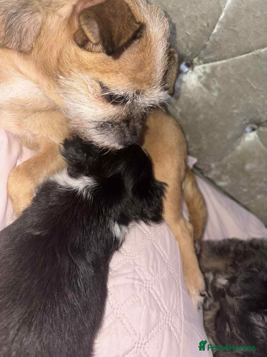 Mixed Breed dogs for sale: Mixed breed puppies for sale - Image 3