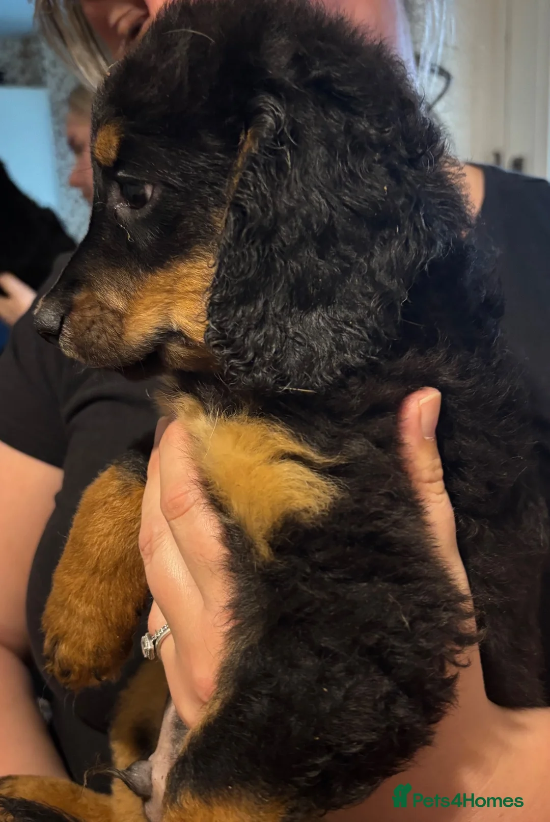 Cockapoo dogs for sale: Small cockapoos f3 - Advert 1